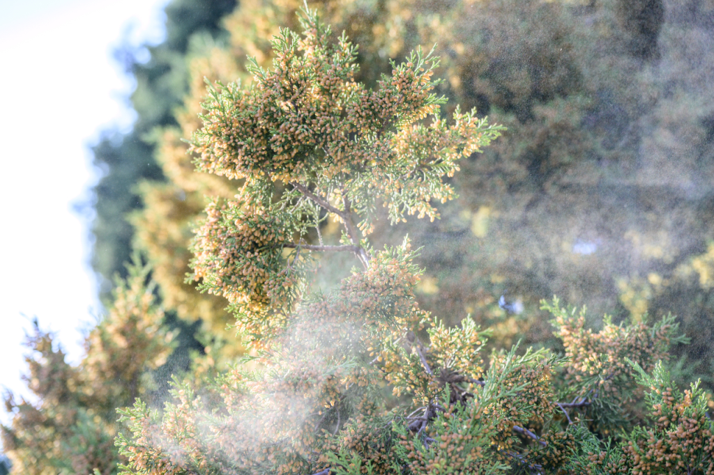 春季花粉-天坛侧柏 春季花粉-天坛侧柏