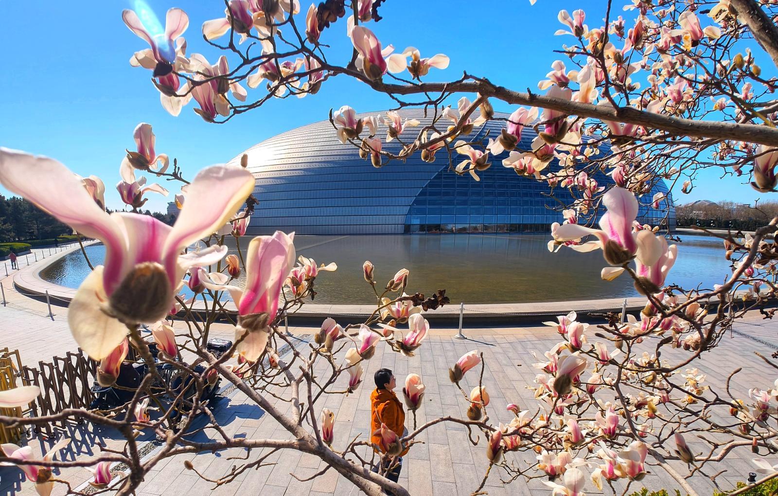 长安街这里绝美!玉兰开在“艺术”里,春光落在碧穹间 长安街这里绝美!玉兰开在“艺术”里,春光落在碧穹间