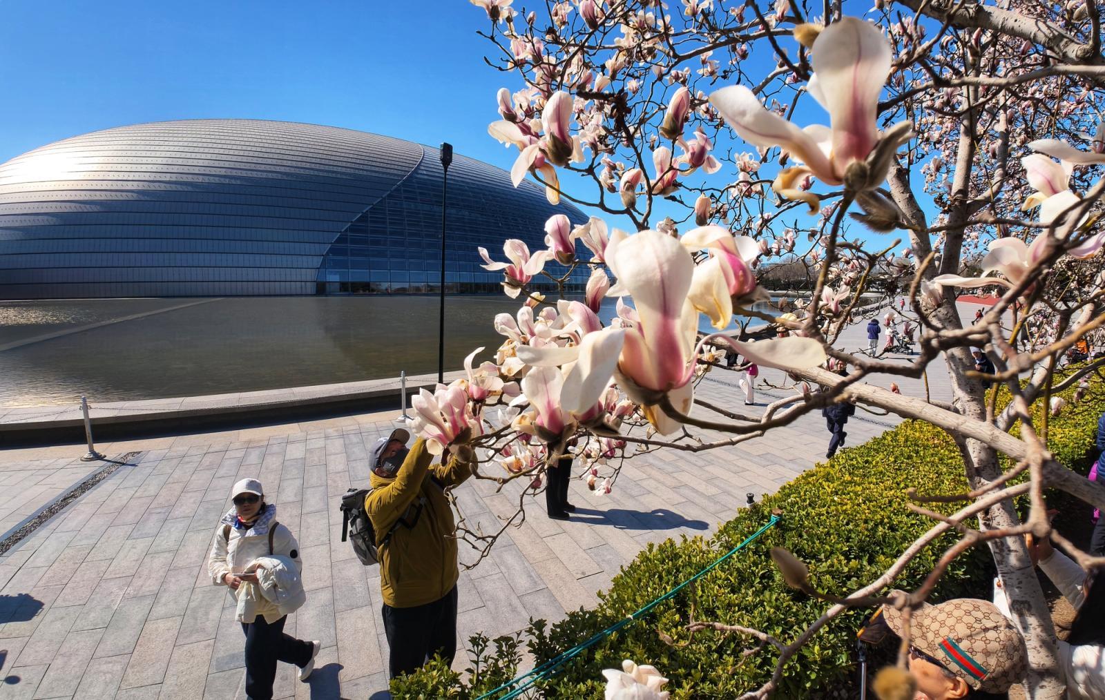 长安街这里绝美!玉兰开在“艺术”里,春光落在碧穹间 长安街这里绝美!玉兰开在“艺术”里,春光落在碧穹间