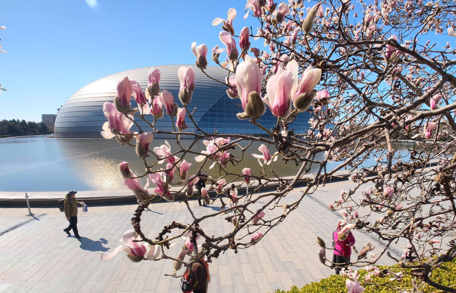 长安街这里绝美!玉兰开在“艺术”里,春光落在碧穹间 长安街这里绝美!玉兰开在“艺术”里,春光落在碧穹间