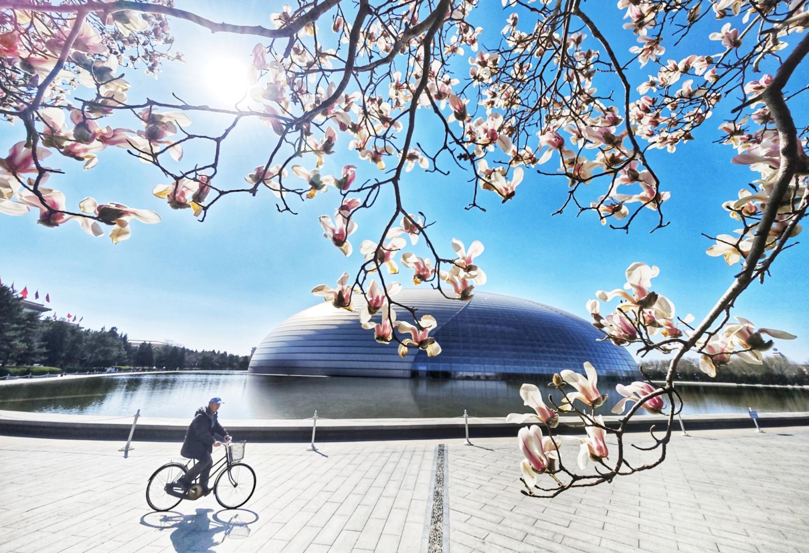 长安街这里绝美!玉兰开在“艺术”里,春光落在碧穹间 长安街这里绝美!玉兰开在“艺术”里,春光落在碧穹间