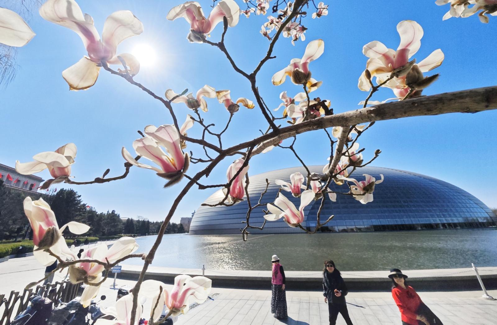 长安街这里绝美!玉兰开在“艺术”里,春光落在碧穹间 长安街这里绝美!玉兰开在“艺术”里,春光落在碧穹间