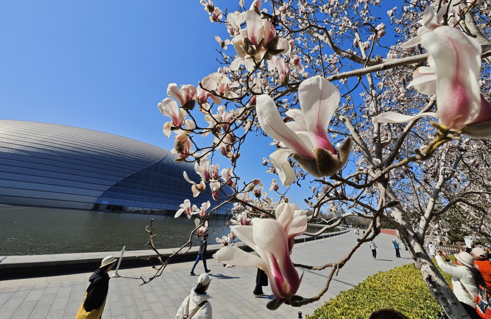 长安街这里绝美!玉兰开在“艺术”里,春光落在碧穹间 长安街这里绝美!玉兰开在“艺术”里,春光落在碧穹间
