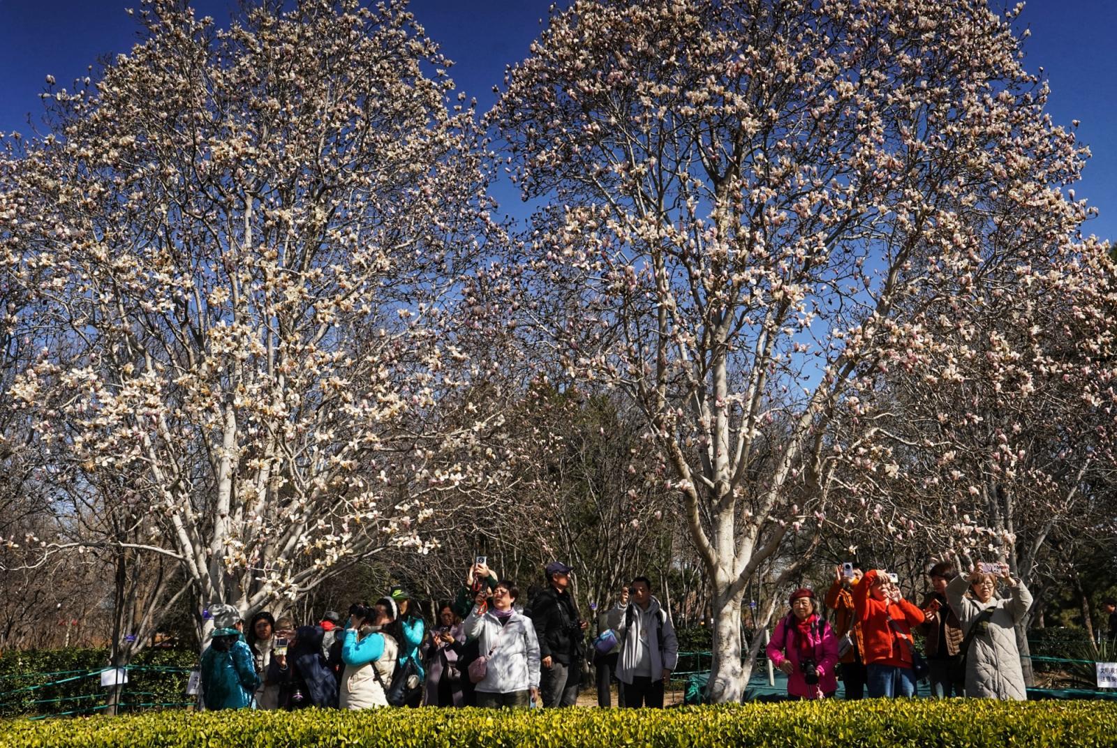 长安街这里绝美!玉兰开在“艺术”里,春光落在碧穹间 长安街这里绝美!玉兰开在“艺术”里,春光落在碧穹间