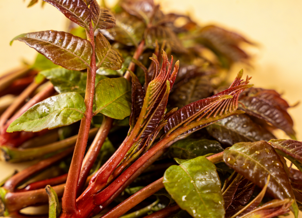 三月香椿香 安全更要讲