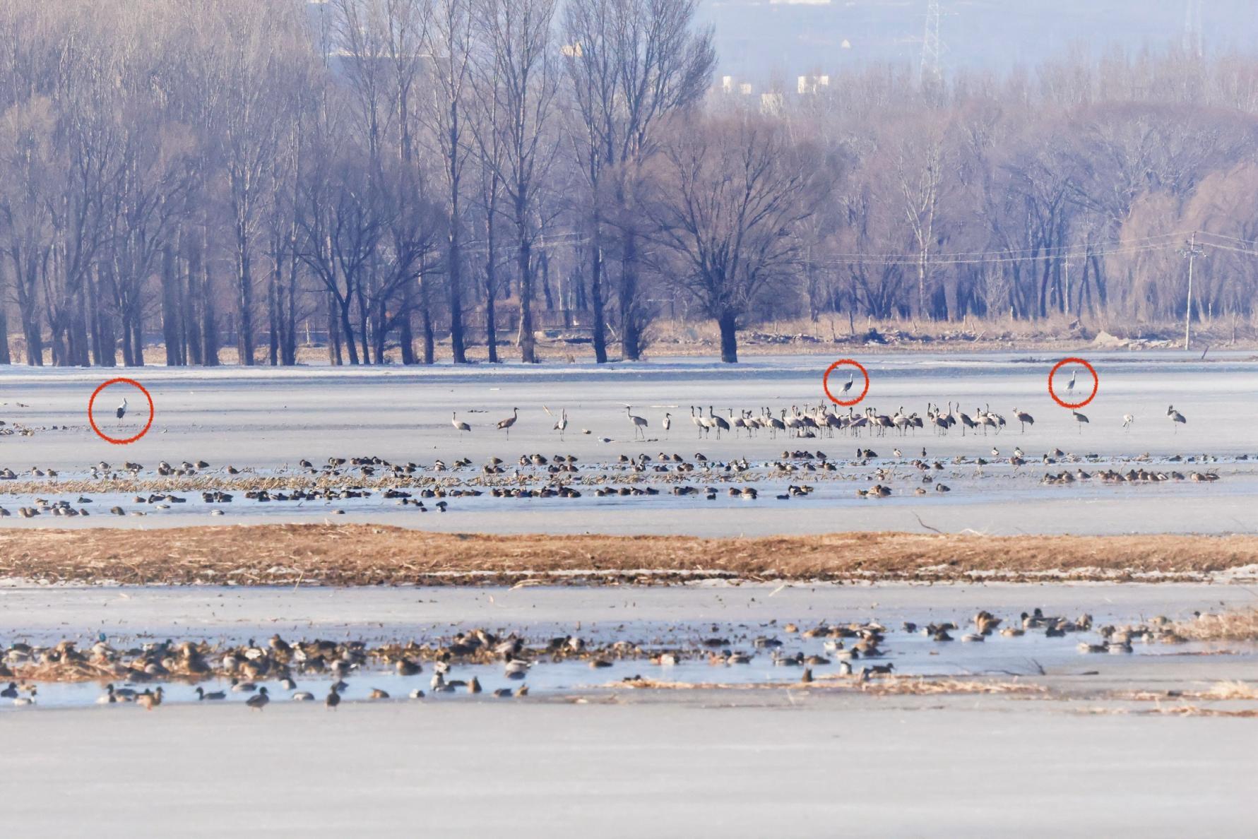 东方白鹳（左一红圈内）、白枕鹤（左二、右一红圈内）与灰鹤等雁鸭类一起觅食栖息。延庆自然保护地供图