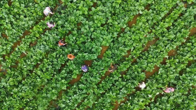 时令春鲜扎堆儿上市，高原红香椿、板蓝根青菜等价格更亲民