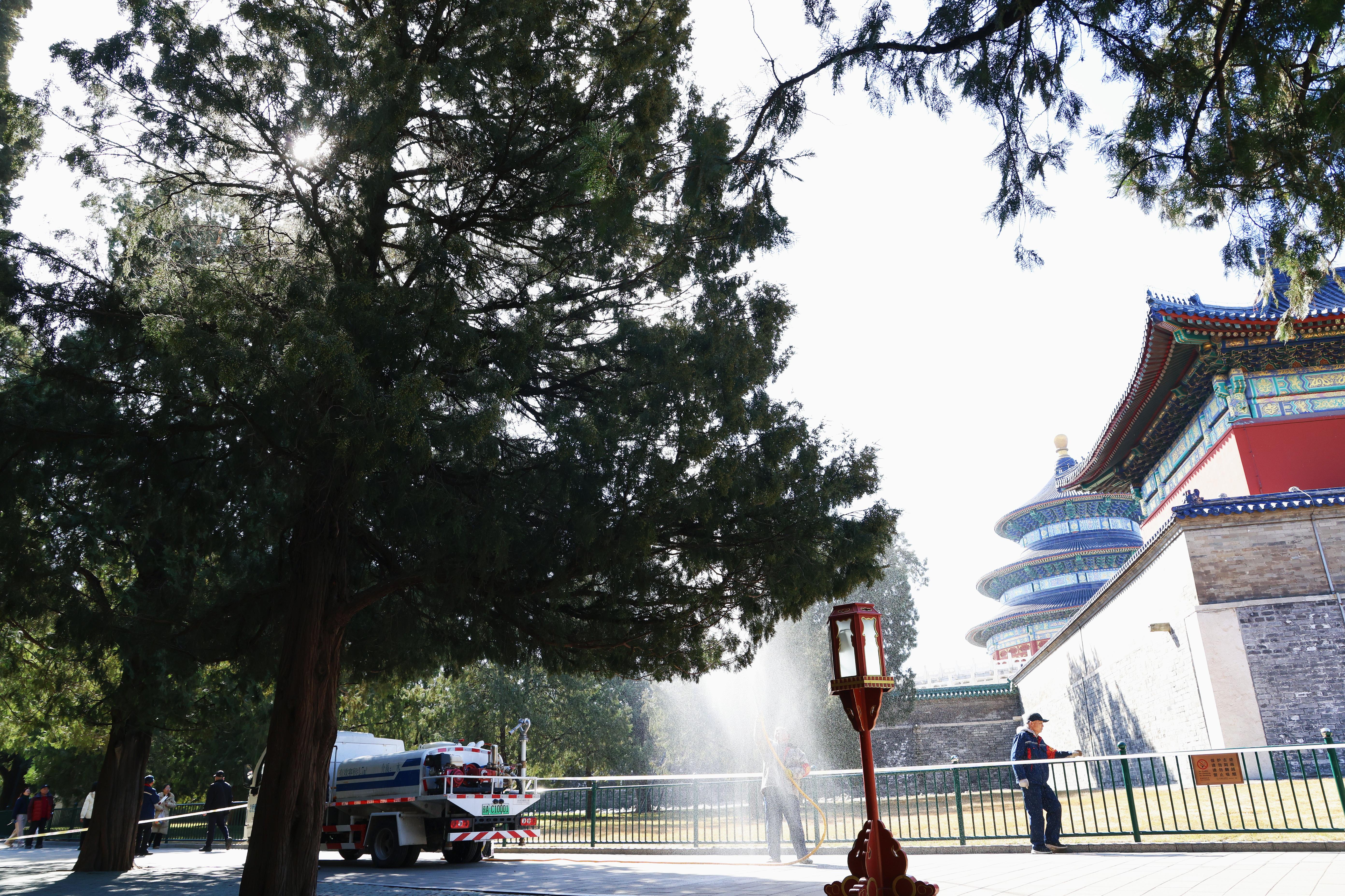 天坛公园启动柏树花粉治理 高压清水喷淋1500多株柏树
