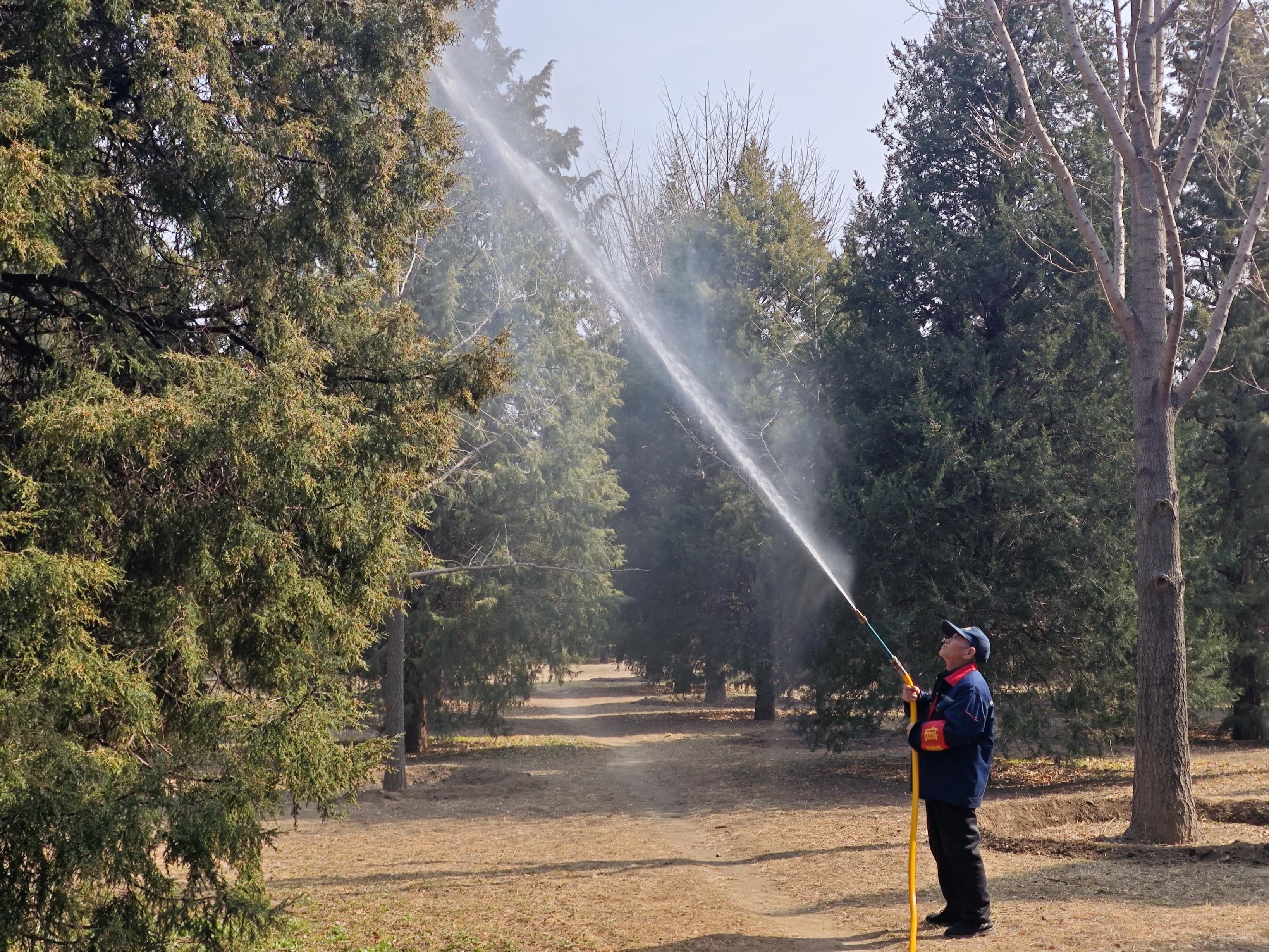 天坛公园启动柏树花粉治理 高压清水喷淋1500多株柏树
