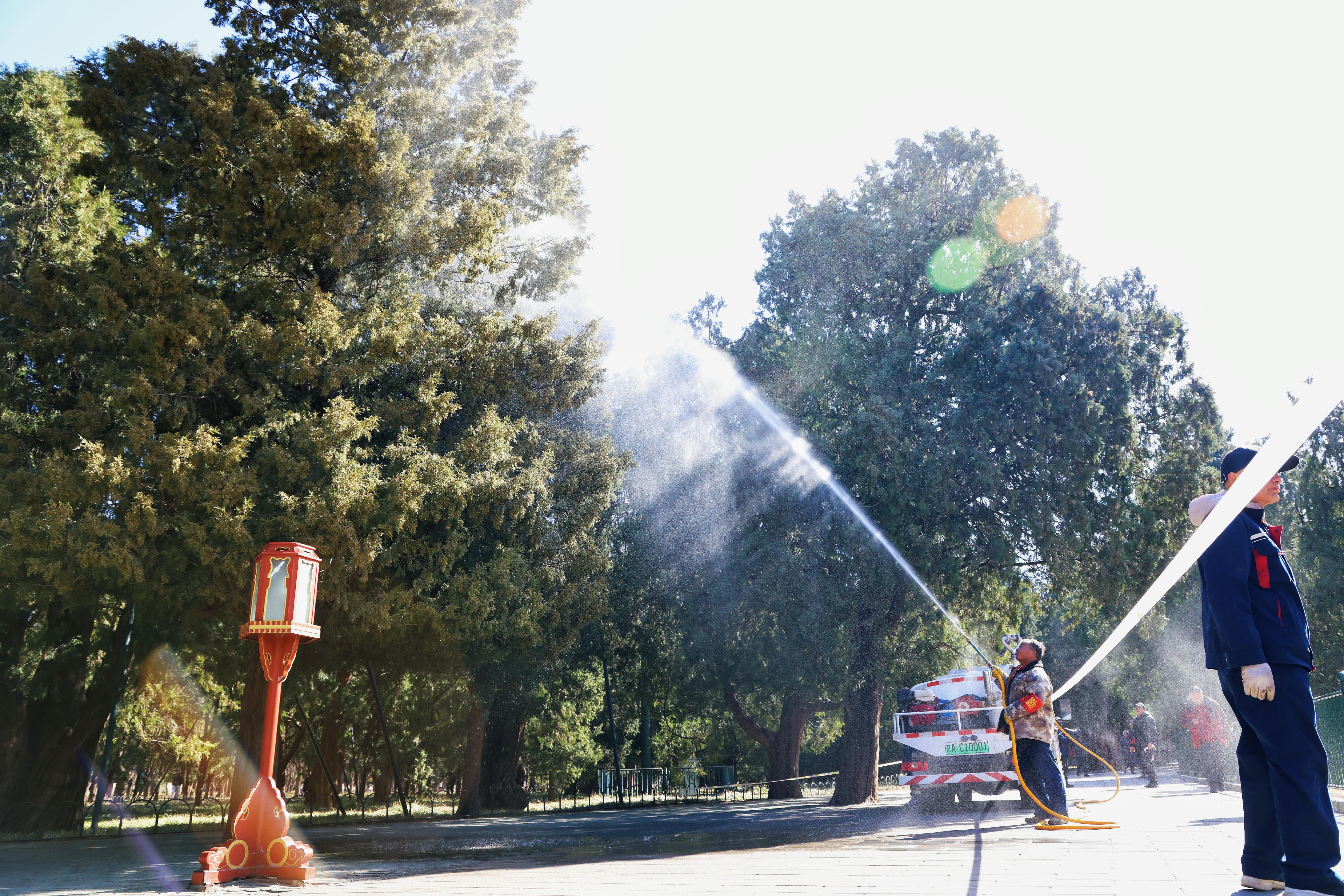 天坛公园启动柏树花粉治理 高压清水喷淋1500多株柏树