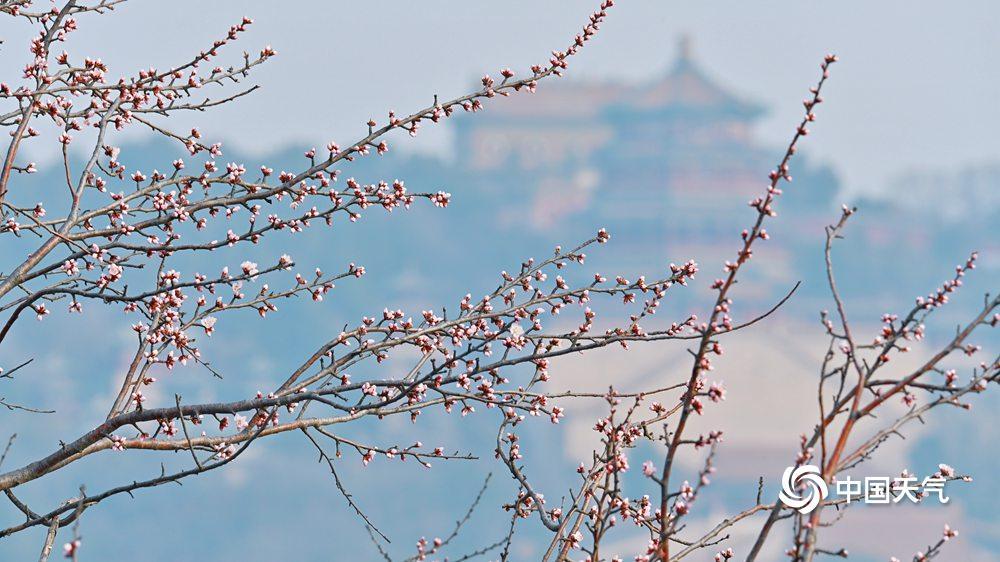 3月12日，北京颐和园西堤，春桃含苞，不禁让人期待花开满枝的美丽景象。