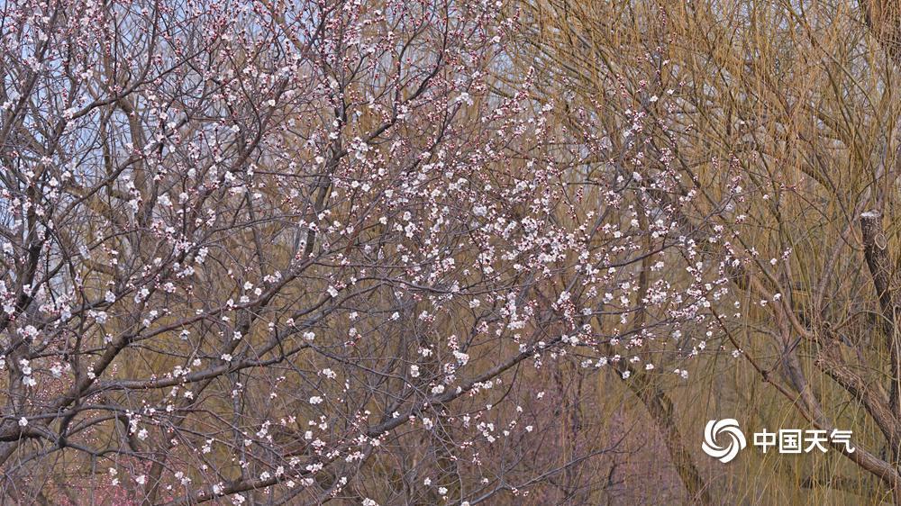 3月12日，北京颐和园西堤，春桃含苞，不禁让人期待花开满枝的美丽景象。