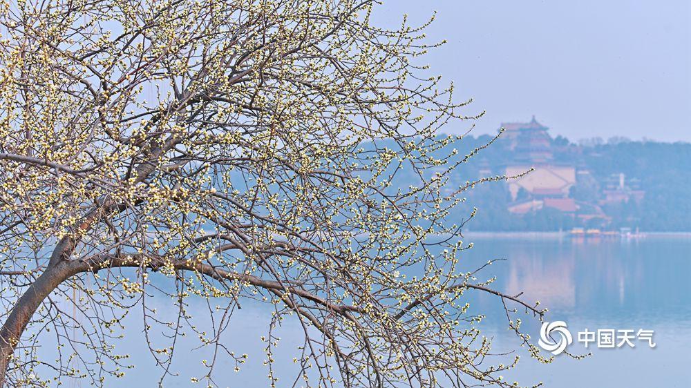 北京颐和园西堤春桃含苞 静待花开满枝