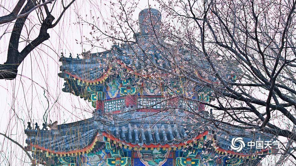 北京颐和园西堤春桃含苞 静待花开满枝