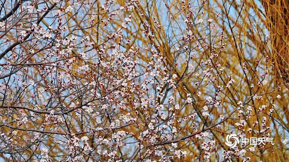 北京颐和园西堤春桃含苞 静待花开满枝