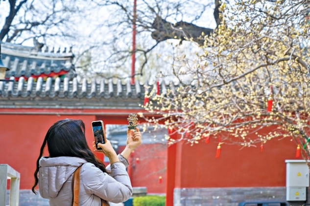 游客手持新款文创在玉兰树下打卡拍照。