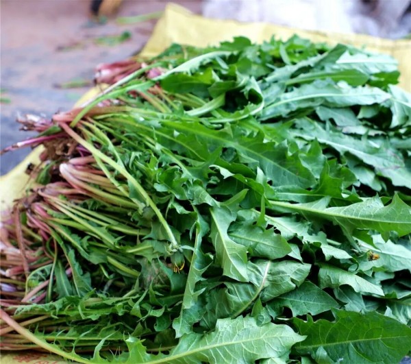 春日吃野菜的快乐 别让中毒毁了回忆