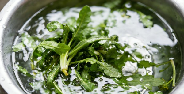 春日吃野菜的快乐 别让中毒毁了回忆