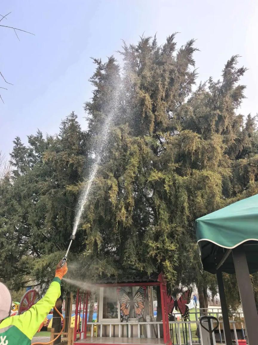 西山国家森林公园开展柏科树木花粉抑制剂喷洒作业 西山国家森林公园开展柏科树木花粉抑制剂喷洒作业