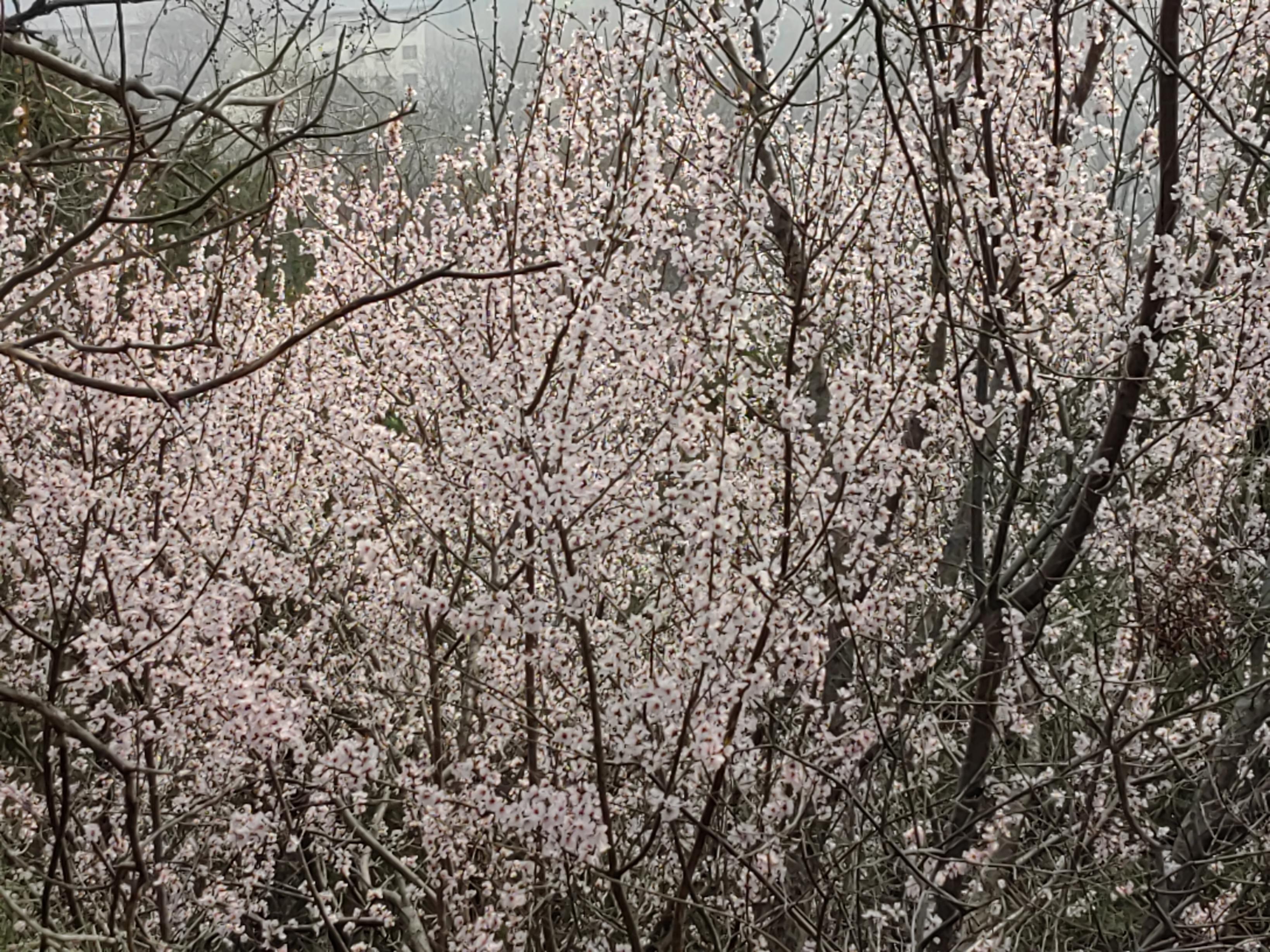 八大处公园杏花开，多种春花迎来最佳观赏期