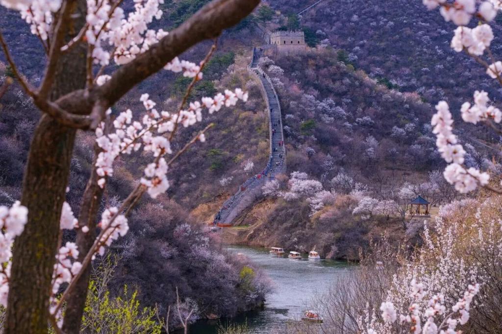 长城花海上线!北京六段长城春日赏花全攻略来了 长城花海上线!北京六段长城春日赏花全攻略来了