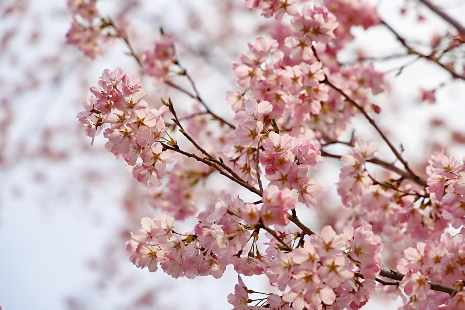 早樱进入最佳观赏期,玉渊潭本周末将迎客流高峰 早樱进入最佳观赏期,玉渊潭本周末将迎客流高峰