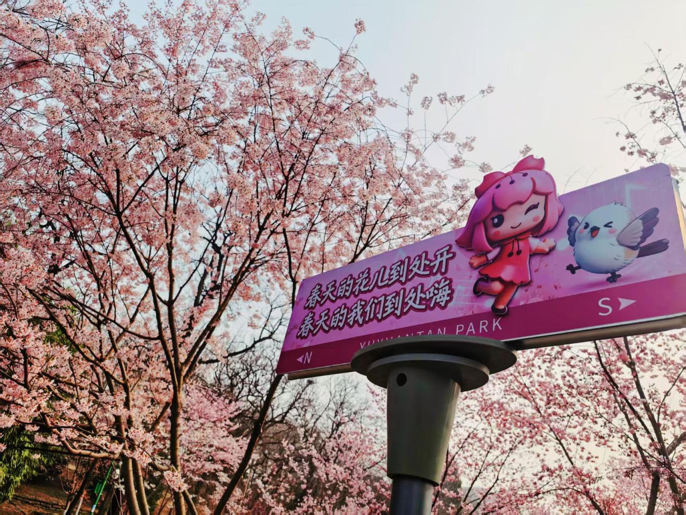 早樱进入最佳观赏期,玉渊潭本周末将迎客流高峰 早樱进入最佳观赏期,玉渊潭本周末将迎客流高峰