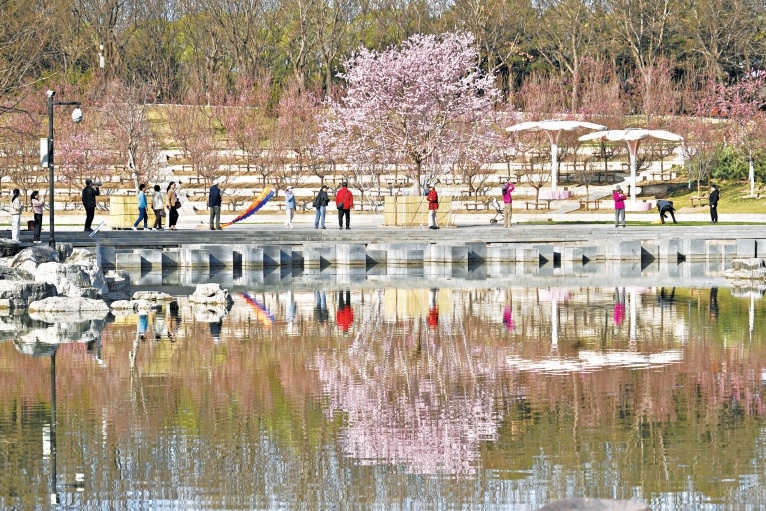 北小河打造全市首条樱花河，沿岸近6000株樱花已次第绽放。