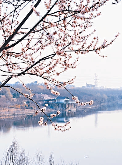 “京西小洱海”春花迎来最佳观赏期。