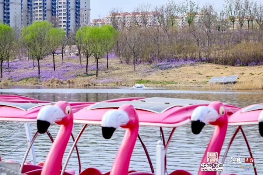这个春天，四条赏花线路带你看丰台“六园和鸣”