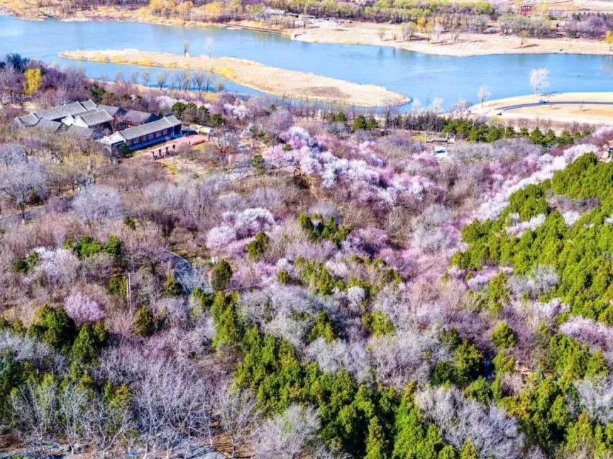 这个春天，四条赏花线路带你看丰台“六园和鸣”