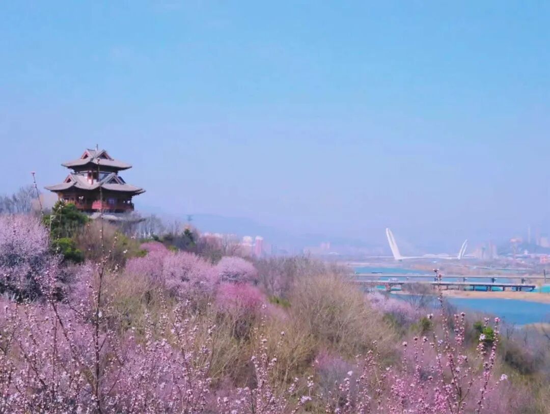 这个春天，四条赏花线路带你看丰台“六园和鸣”