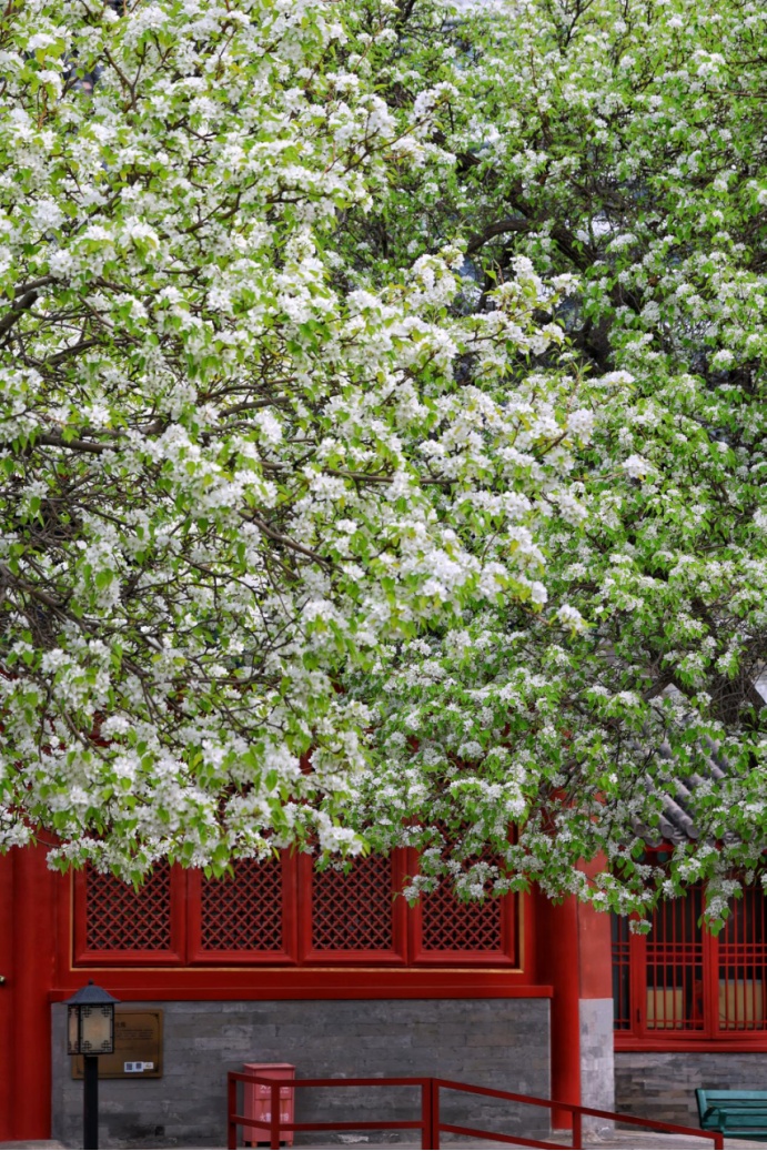 门票每日限量！北京赏梨花“天花板”，记得提前预约——
