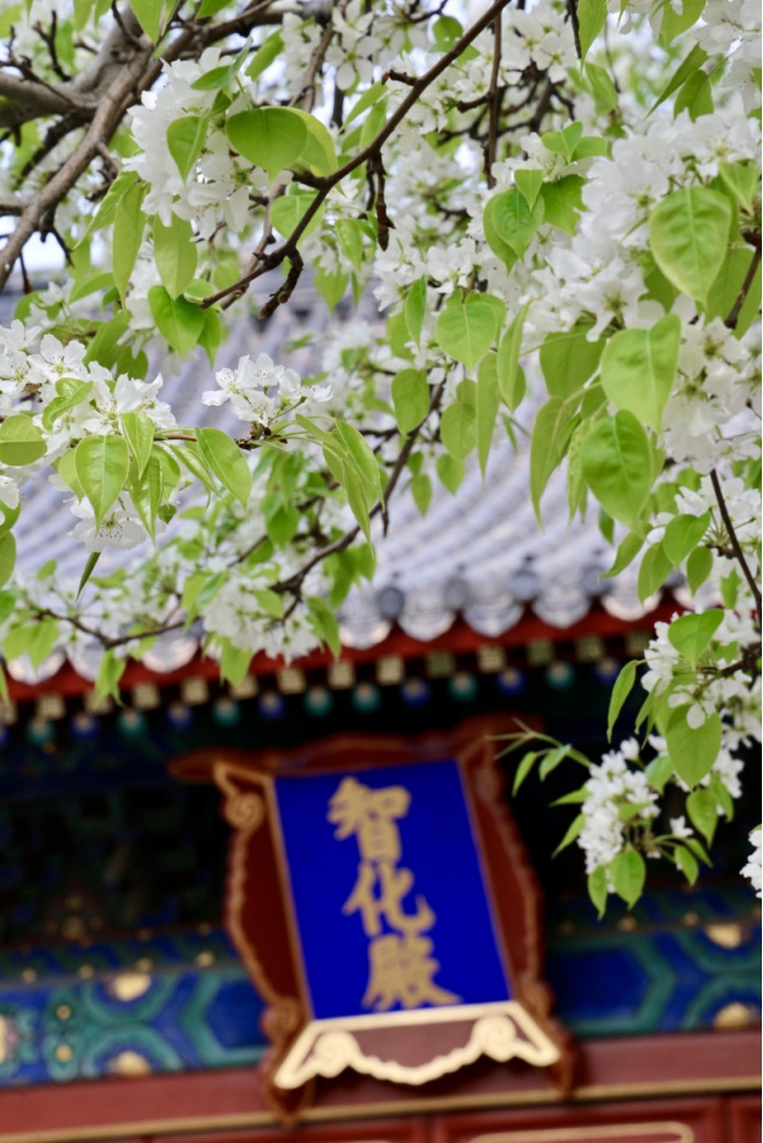 门票每日限量！北京赏梨花“天花板”，记得提前预约——