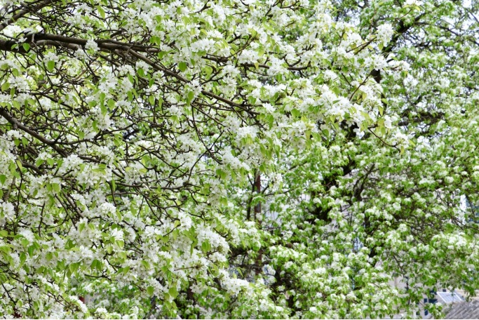门票每日限量！北京赏梨花“天花板”，记得提前预约——
