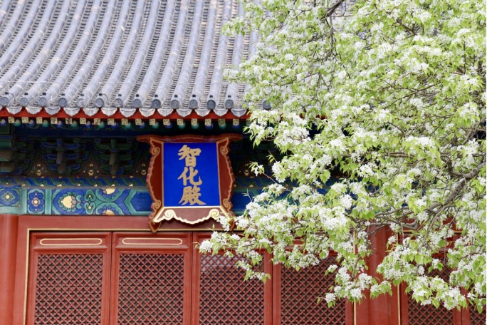 门票每日限量！北京赏梨花“天花板”，记得提前预约——