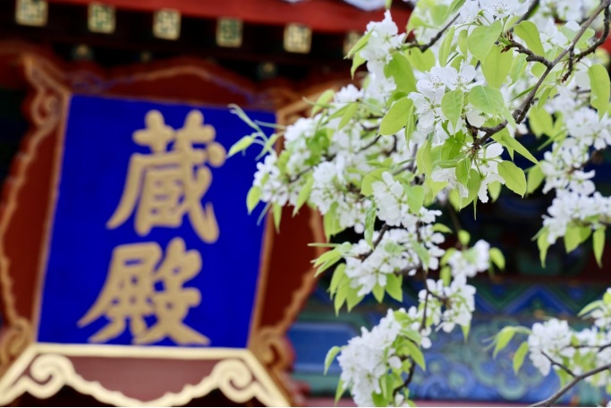 门票每日限量！北京赏梨花“天花板”，记得提前预约——