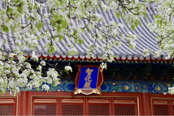 门票每日限量！北京赏梨花“天花板”，记得提前预约——