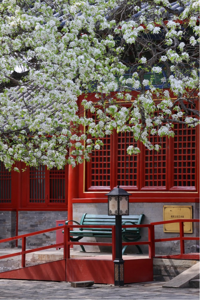 门票每日限量！北京赏梨花“天花板”，记得提前预约——