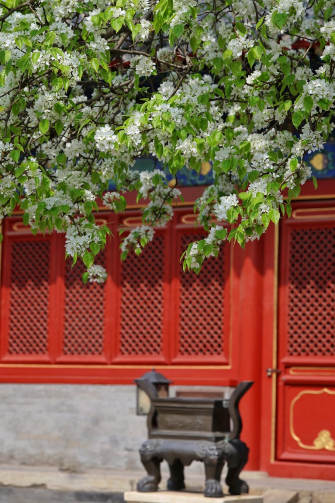 门票每日限量！北京赏梨花“天花板”，记得提前预约——