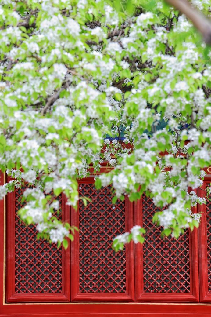 门票每日限量！北京赏梨花“天花板”，记得提前预约——