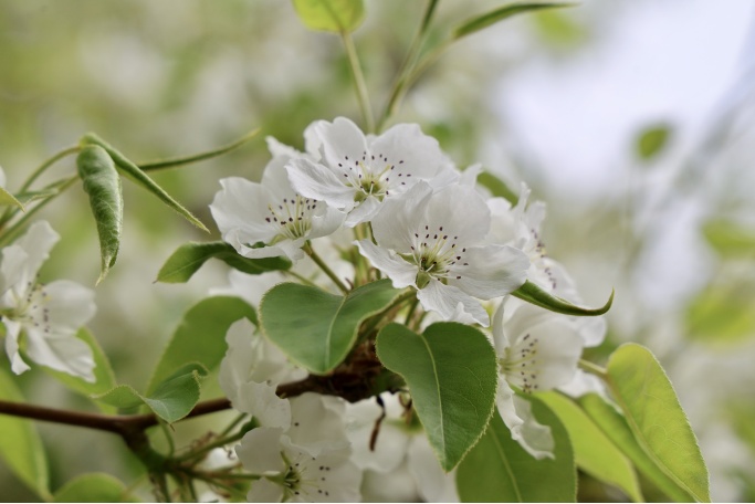 门票每日限量！北京赏梨花“天花板”，记得提前预约——
