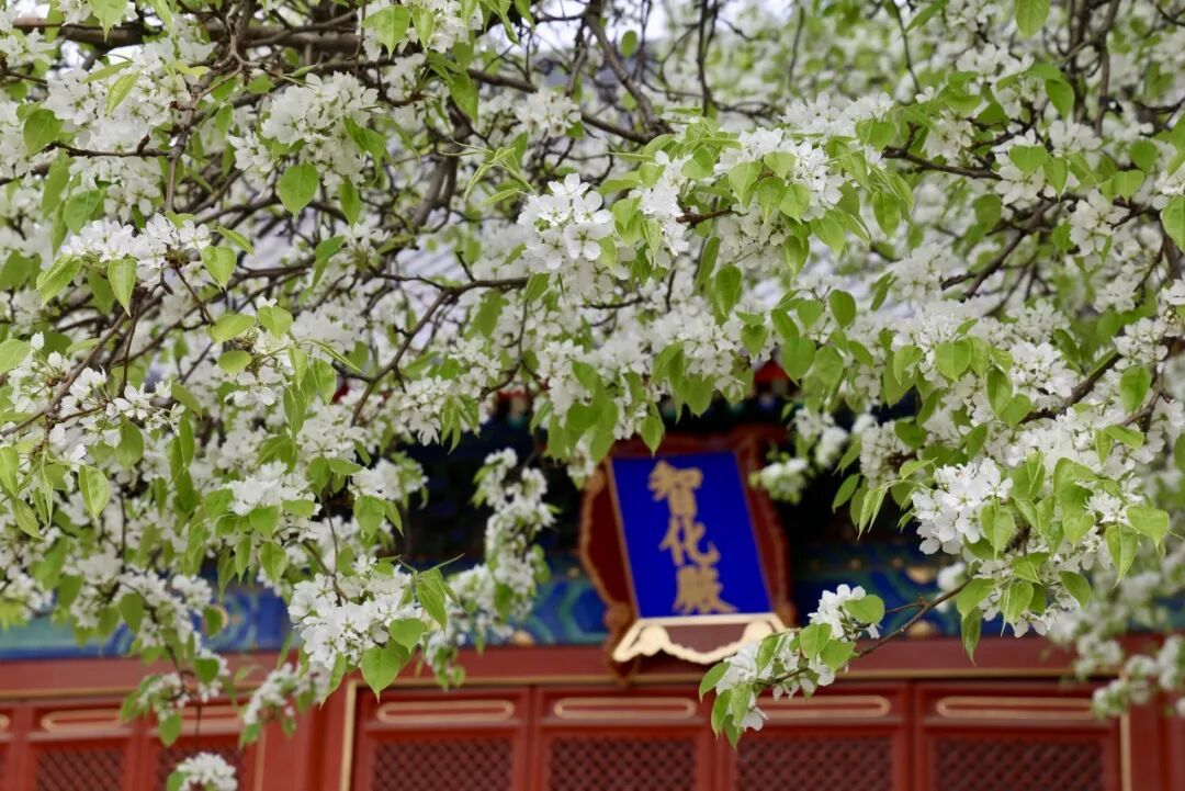 门票每日限量！北京赏梨花“天花板”，记得提前预约——