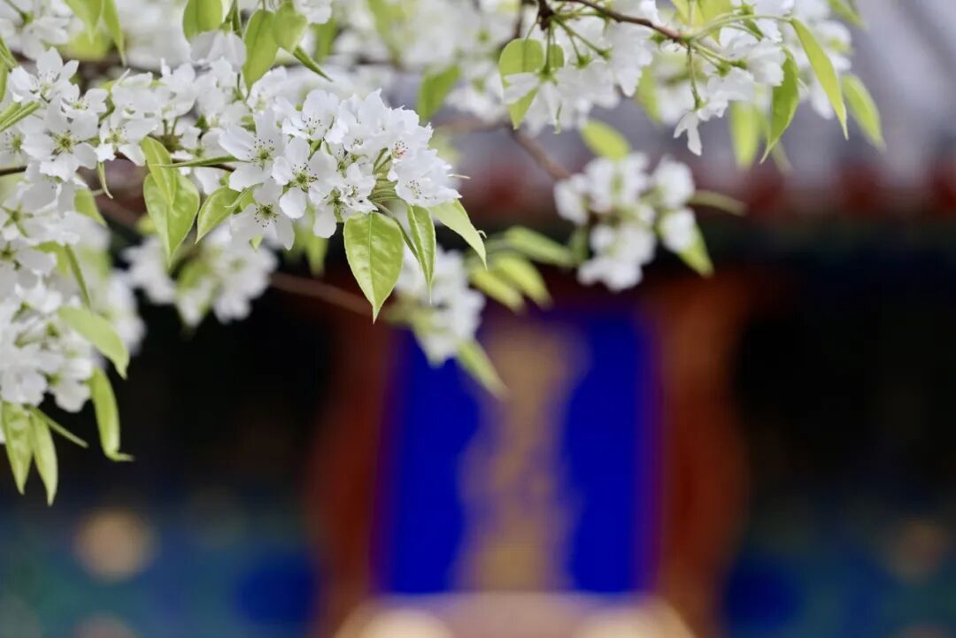 门票每日限量！北京赏梨花“天花板”，记得提前预约——