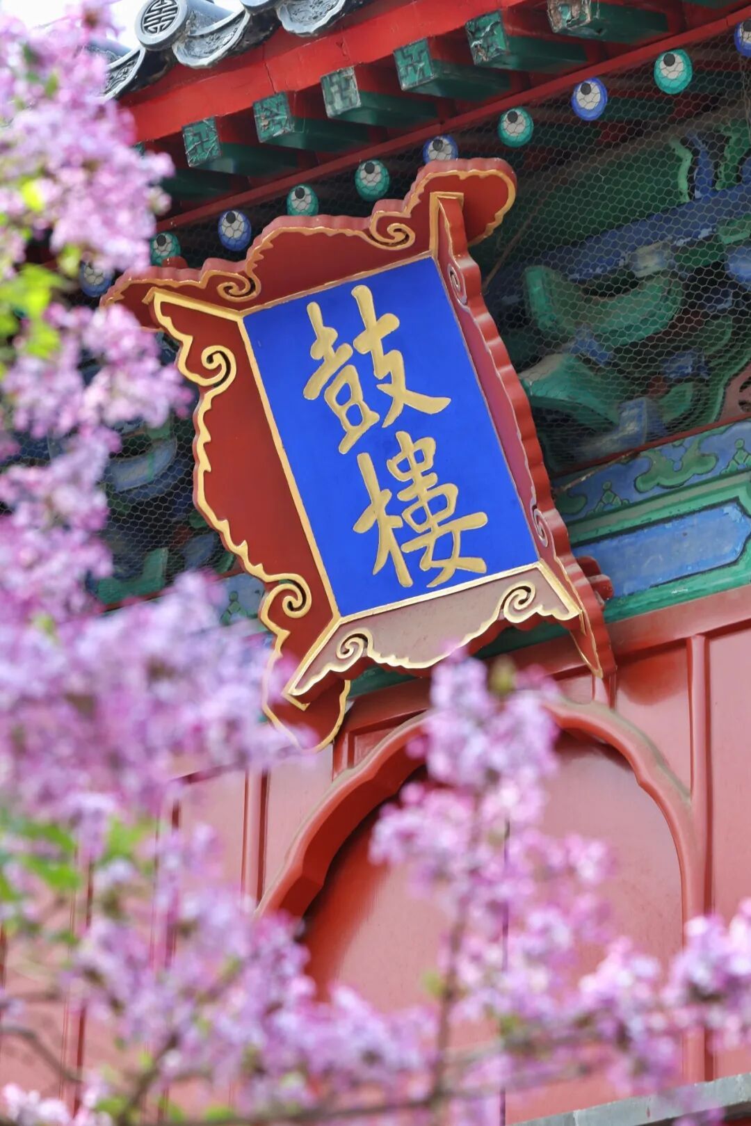 门票每日限量！北京赏梨花“天花板”，记得提前预约——