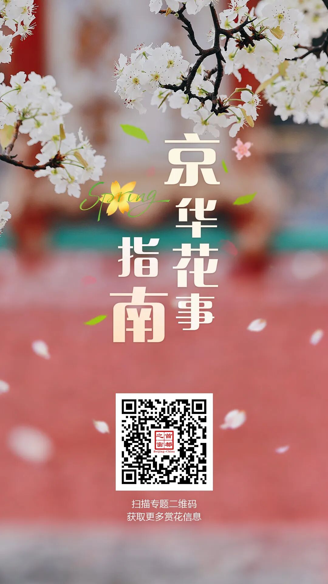 门票每日限量！北京赏梨花“天花板”，记得提前预约——