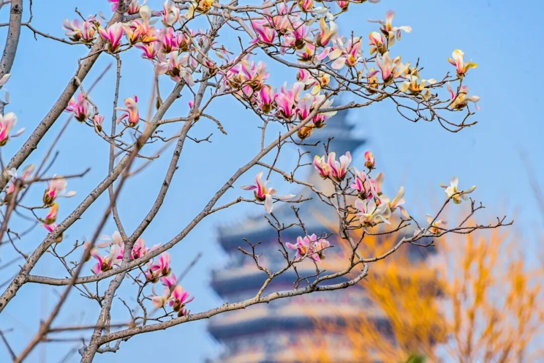 通州“运河大集”推出12条新线路，清明踏青正当时~