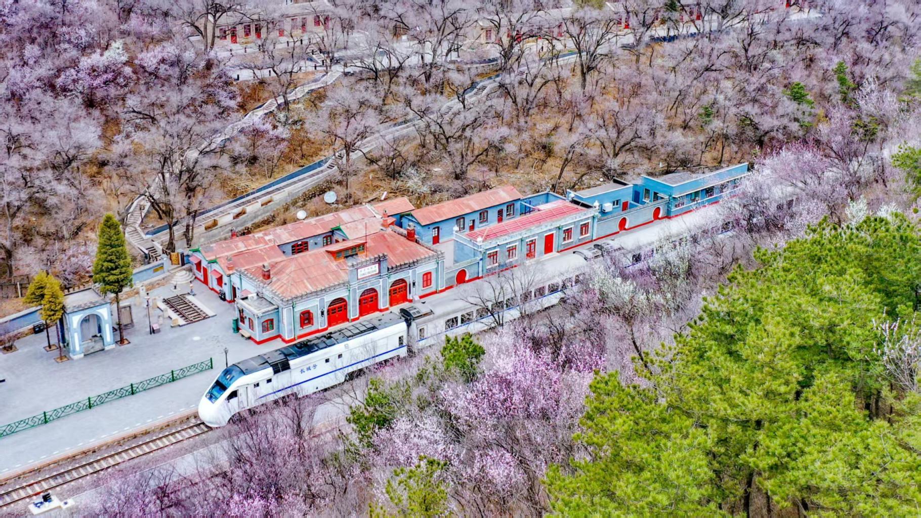 穿花海、登雄关 开往春天的列车驶入最美花季