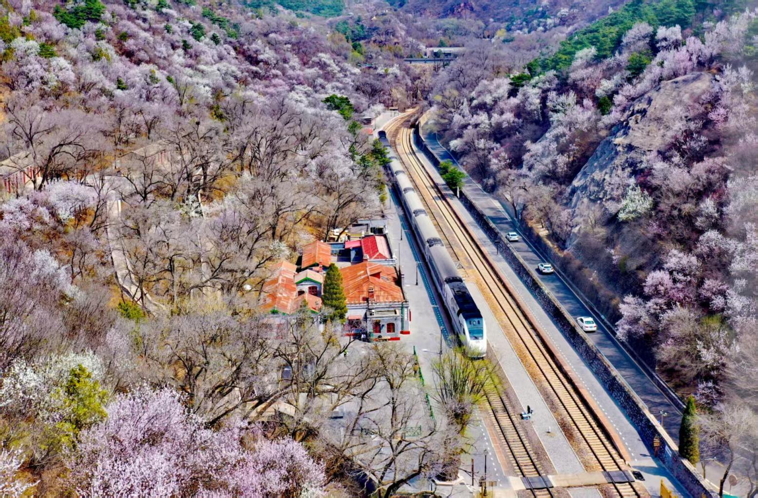 穿花海、登雄关，开往春天的列车驶入最美花季