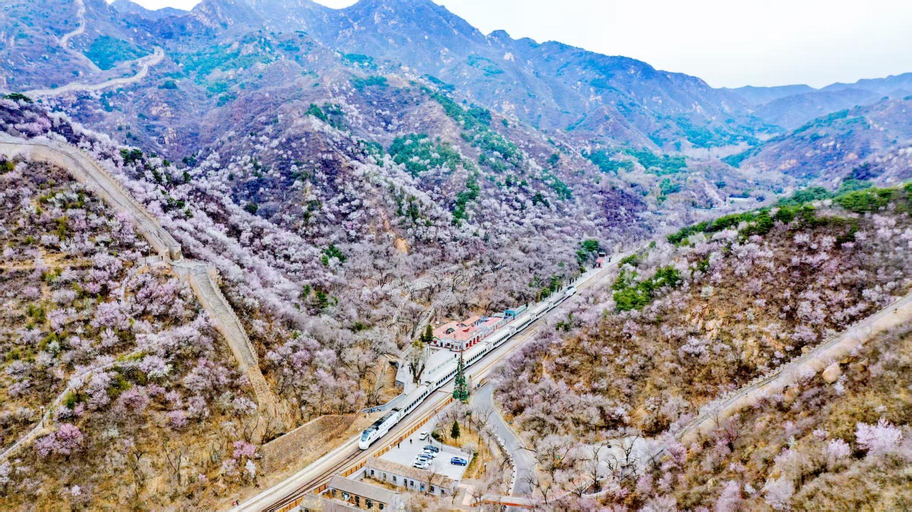 穿花海、登雄关，开往春天的列车驶入最美花季